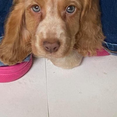 I am a show Cocker Spaniel puppy and I want your attention and I want chicken and I want to play!