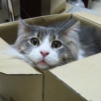 もものあ (@momonoa2007) 's Twitter Profile