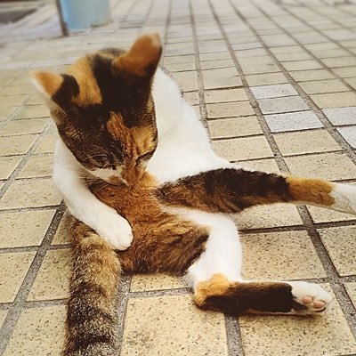 2929junko's profile picture. 海好きなアル中ꐴ༾(˶‾᷄ꈊ‾᷅˵ ) 🍜骨は海に撒いてちょ𓆉𓇼˖*冷たくておいしいやつ🌈大好物うなげろりん📻