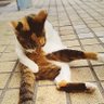 2929junko's profile picture. 海好きなアル中ꐴ༾(˶‾᷄ꈊ‾᷅˵ ) 🍜骨は海に撒いてちょ𓆉𓇼˖*冷たくておいしいやつ🌈大好物うなげろりん📻