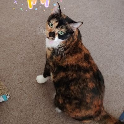 BaddickMary's profile picture. love animals