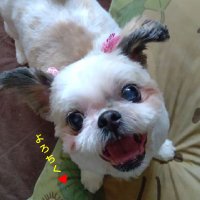 シーズー CoCoちゃん🐶わかママpage❤️ (@max66858246) Twitter profile photo