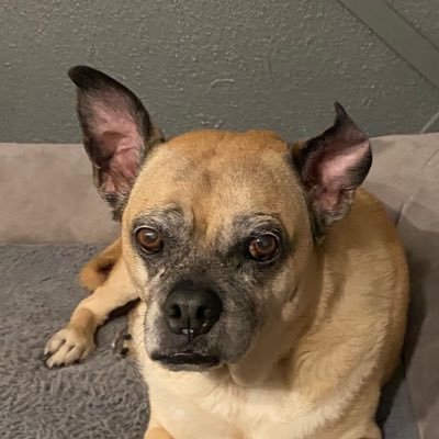 BTCandBacon's profile picture. 