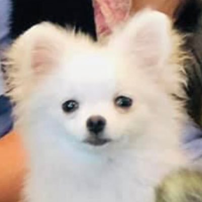 Pomeranian named whisper needs extensive and expensive spine surgery. This page is to help get her word out and raising funds so she can have a happy life ❤️