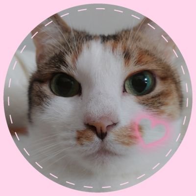 保護猫２匹の毎日。いろんな猫ﾁｬﾝと繋がりたい🫶🏻💗┊︎(黒猫)🐈‍⬛ごま♂️9才☆(三毛猫)🐈びび♀️7才┊︎無言ﾌｫﾛｰすみません┊いいね·🔄·リプ·フォローᵗʱᵃᵑᵏᵧₒᵤ🥰┊︎DMは対応してません(dm NG)✉️