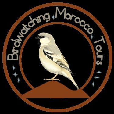 Birdwatching Guide & Wildlife Photoghrapher at Birdwatching Morocco Tours ,Merzouga Morocco.🇲🇦