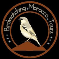 Birdwatching Morocco Tours(@birdsmorocco) 's Twitter Profile Photo