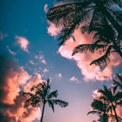 ShafeShatat's profile picture. 