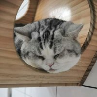 圆滚滚的猫 (@ali53465102) 's Twitter Profile