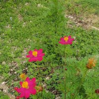 b (@fiestazero) 's Twitter Profile Photo