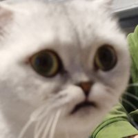 Max (@shiigenara) 's Twitter Profile