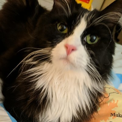 Morgann86789886's profile picture. hi. I've got 3 cats and some crypto