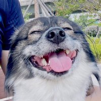 🎈 Chi-Chi 🎈 (@merrychrischi) 's Twitter Profile