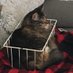 Shyest Floof (@floofafterhours) Twitter profile photo