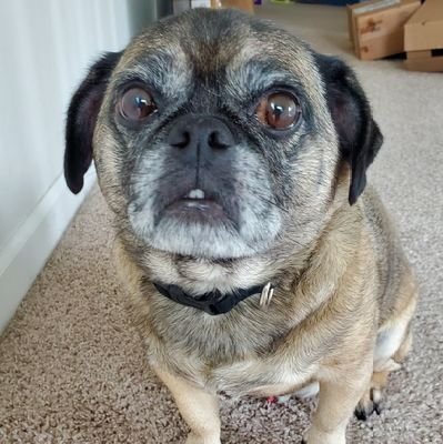 SirToggleWaggle's profile picture. Sir Toggle of Waggle. Championship level Napper. Fan of laps. Puppy Kindergarten drop out.