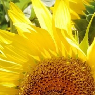 Sevgimahinur's profile picture. ADIMI ETİKETLEYİP YEDEK HESABIM FALAN DİYE AÇILAN HESAPLAR BEN DEĞİLİM BİR SAPIK TARAFINDAN AÇILMAKTADIR TELEFONUNUZU VE HESABINIZI HACKLEMEK İÇİN AÇIYOR.