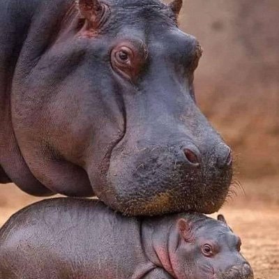 tragiclocust's profile picture. 40 year old just trying to survive