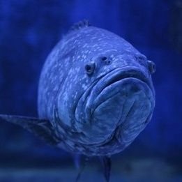 le_merou2's profile picture. 🌊🐟🐠