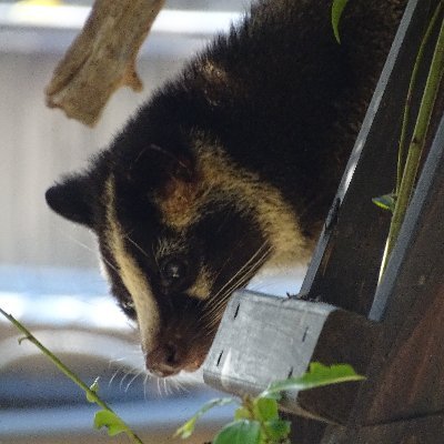 主にハクビシンとカワウソ(自分に似ている、らしい)が好きです。食べることも大好きです。連れの公爵もごくたまにつぶやきます。ヘッダーはみさき公園当時のたぶん故ララちゃん、プロフィールは上野動物園のミズミズです。
(RTといいね＝賛同とは限らずメモ代わりもあります。カワウソ＆ハクビシン多めですみません)