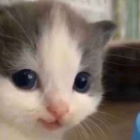 mid rights activist (@freakysonicluvr) 's Twitter Profile Photo