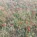 Donna Sage - @starlightseven1 - Twitter