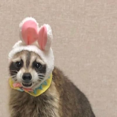 i’m not an e-raccoon i’m just a trash lover with a phone