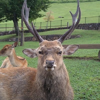 奈良県民🦌✨一般財団法人奈良の鹿愛護会会員

奈良の神鹿🦌
愛しています❤️
奈良公園は鹿の領域です。
人間のためのものではないことを知ってほしいです。🙏

阪神タイガースファン🐯
日本一おめでとう〜🎉🐯今季も目指せ❗日本一❗
🦌CBI🦌
エロ垢🤮おかしな人🤮興味のないフォローお断り❗❗