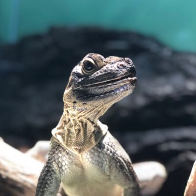 absolutezero_tf's profile picture. 戻れるならどこかな