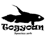 闘魚庵　Togyoan (@anabantoideiark) 's Twitter Profile Photo