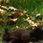 TobiasBruewer's profile image
