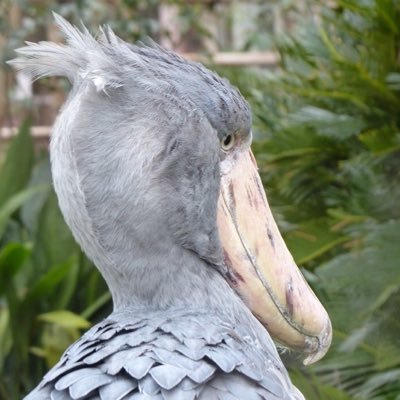 aya61614132's profile picture. 現在大河ドラマ「べらぼう」感想をポスト。