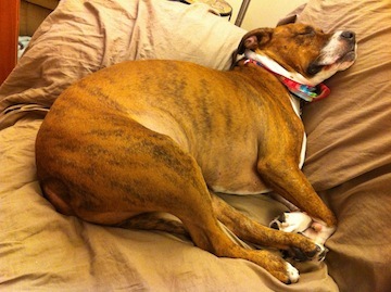 General Geek/Nerd/Otaku/Aspiring Grill-Master :). Oh, and the pic is of my dog, Lizzy.