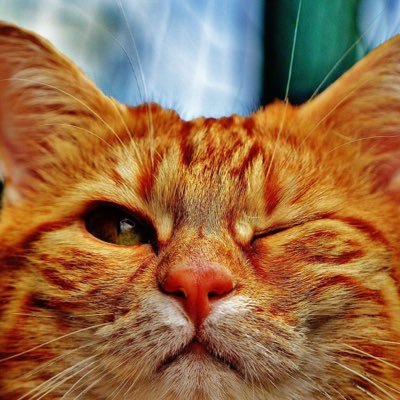 愛猫減税会🦊さんのプロフィール画像