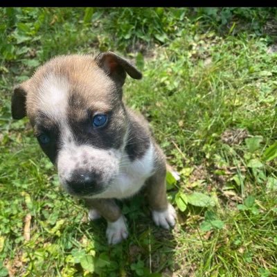 roblox447600391's profile picture. Uhm I play Roblox and I have TikTok I’m bored so I need something to help me make an acc ok TikTok lol