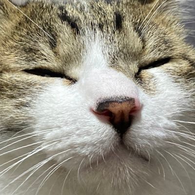 猫アレルギーの猫好き☺ 猫→2020年6月頃生まれの保護猫キジ白にゃんこ♂🐱Twitter不慣れでスイマセン💦猫雑貨、地図、道の駅巡りとか好きです❣ DMは返信しておりません🙇‍♀️