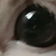 Bilesaw's profile picture. 