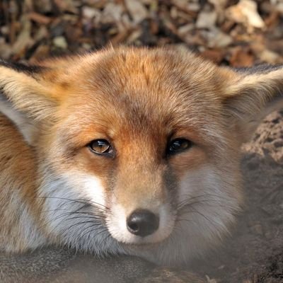 I like fox