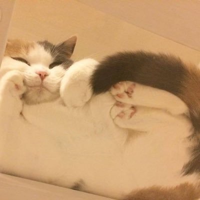 kokan36456529's profile picture. 生活生活！生活万岁！