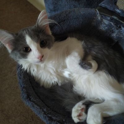 RyDaugherty2's profile picture. videogames/recovery/horror/corgis/democrat/atheist/pc builder