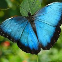 butterflies and feathers🌊🌎🇺🇦 🏳️🌈 🏳️⚧️🐕 (@chwil55) 's Twitter Profile