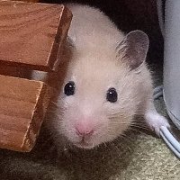 ねずみのおばちゃま (@udeco25) 's Twitter Profile