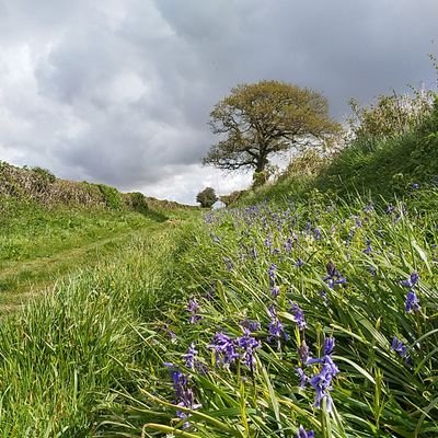 Informal network of local groups and volunteers passionate about planting, looking after and celebrating trees, woods & hedgerows in Dorset - here to grow.