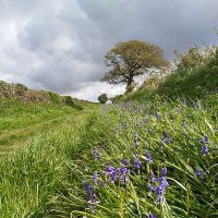 Dorset Trees, Woods & Hedges Network(@TreesforDorset) 's Twitter Profile Photo