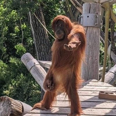 supaishpapurika's profile picture. actual insane ramblings