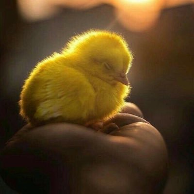 Mmm911Amool's profile picture. ابدل الهي كل زلاتي نقاء…واجعل فؤادي جنةً قبل الكفن,