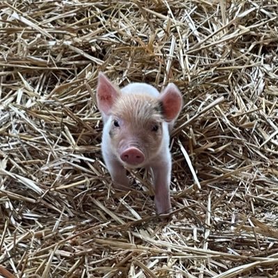 gracecahoon's profile picture. livin for it!!! | she/her