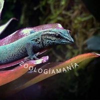 Zoologíamanía(@zoologiamania) 's Twitter Profile Photo