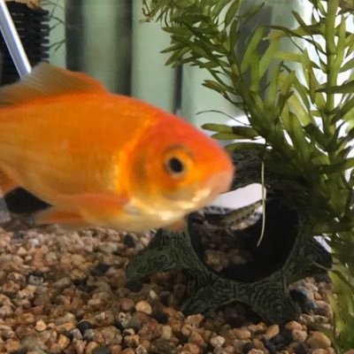 金魚が飼えたよ メダカを頑張って追いかけてみました 青や白 時には黄色っぽくキラキラしています 眺めていて幸せです みゆきメダカ 金魚が飼えたよ メダカを頑張って追いかけてみました 青や白 時には黄色っぽくキラキラしています 眺めていて幸せです みゆきメダカ