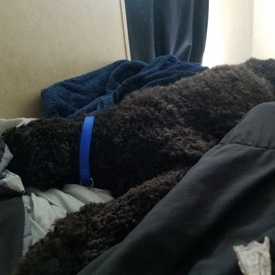 a irish Primagenist furry who loves animals and gaming and has adhd and lives happy on a farm and owns a 2 year old 70 lbs black poodle named Coleman