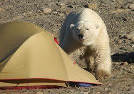 CampingProblems's profile picture. That moment when you realize you just lit your tent on fire and a bear found the bear bag
#campingproblems